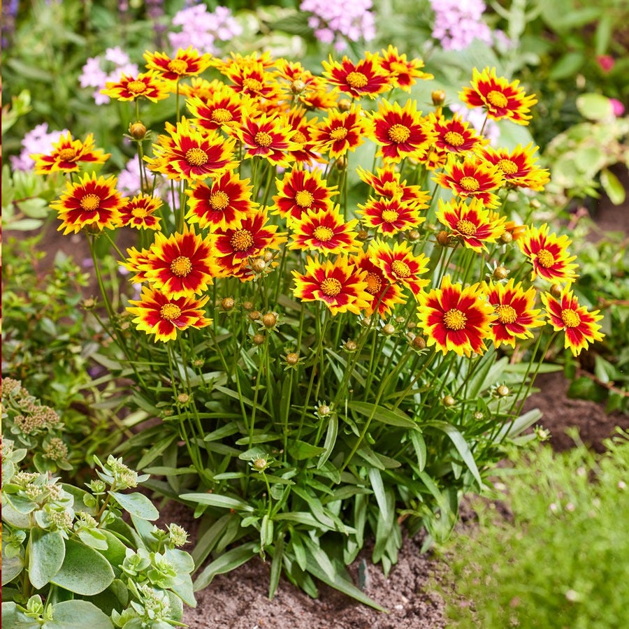 Coreopsis Solar Jewel Tickseed