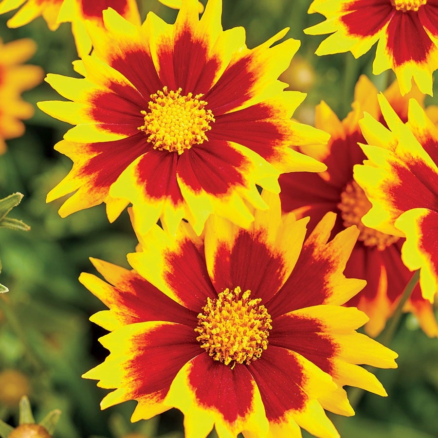 Coreopsis Solar Jewel Tickseed