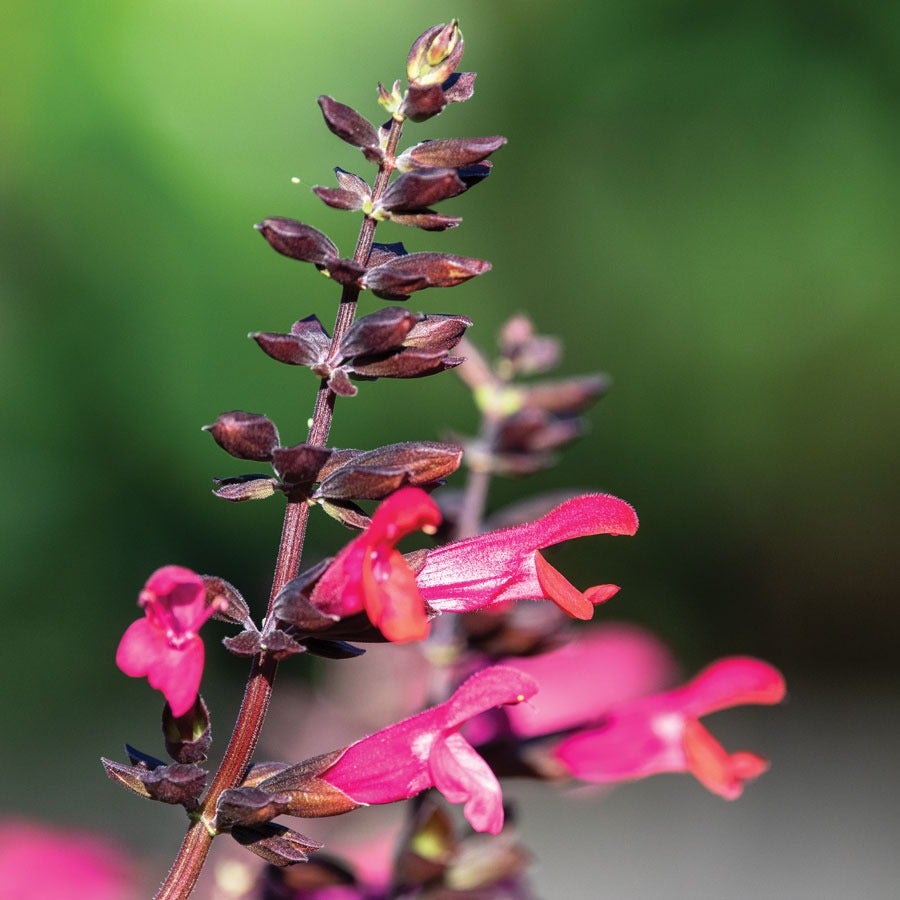 Salvia Bodacious® 'Jammin Jazz' Ornamental Sage
