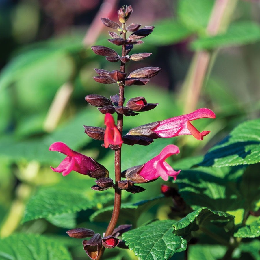Salvia Bodacious® 'Jammin Jazz' Ornamental Sage