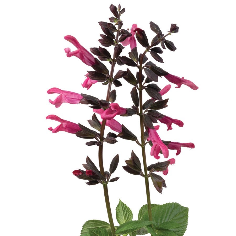 Salvia Bodacious® 'Jammin Jazz' Ornamental Sage