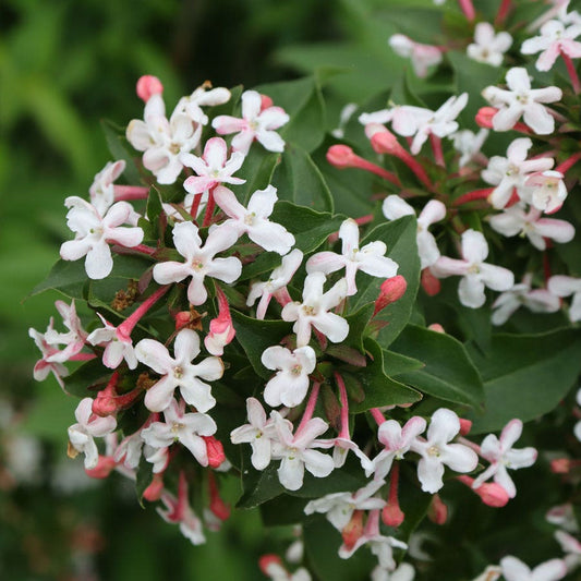 Abelia Sweet Emotion Blaze™