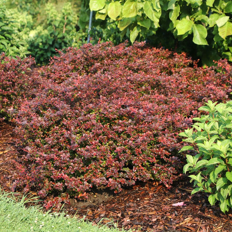 Berberis Sunjoy Really Red™ Barberry