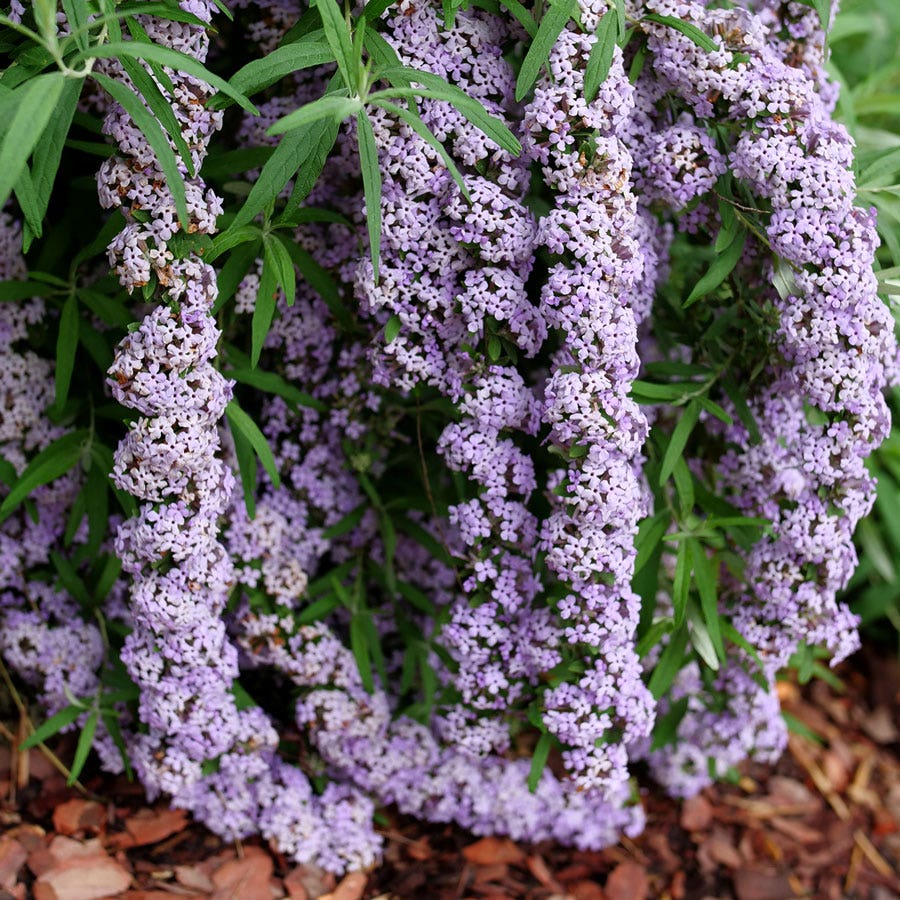 planting butterfly bush from seed Buddleia Mop Top™ Butterfly Bush