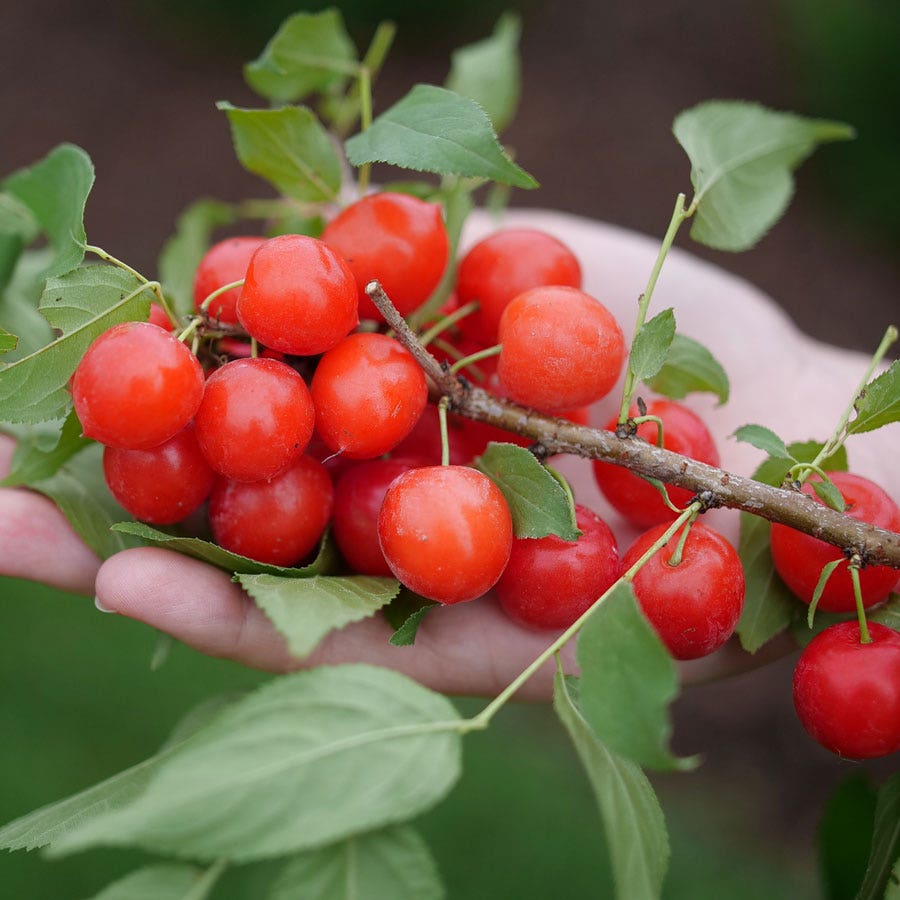 Prunus Easy As Pie™ Bush Cherry