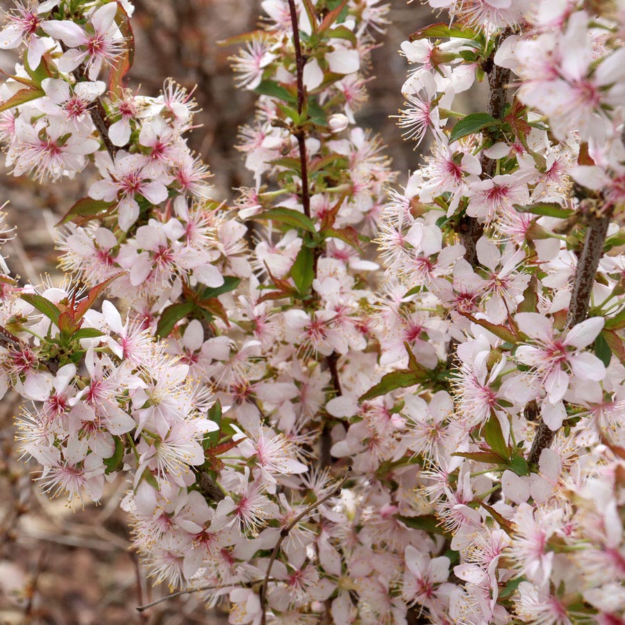 Prunus Easy As Pie™ Bush Cherry