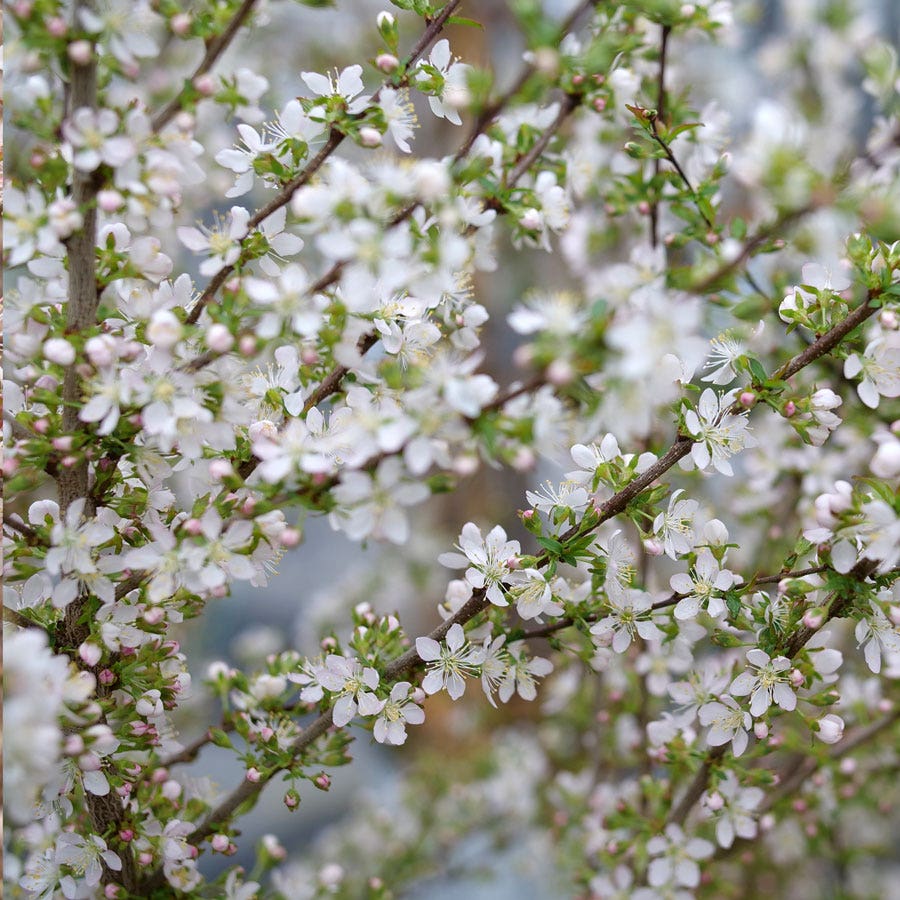 Prunus Easy As Pie™ Bush Cherry