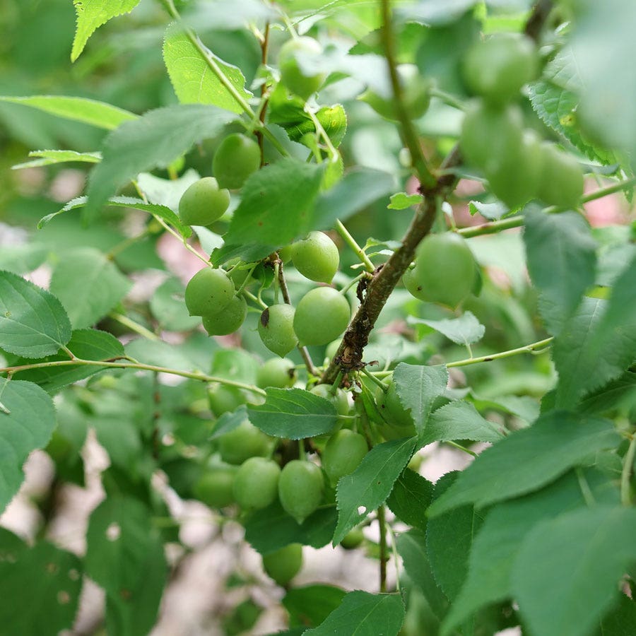 Prunus Easy As Pie™ Bush Cherry