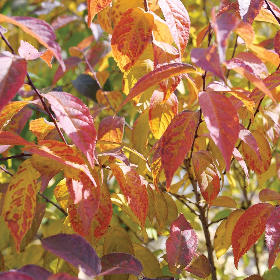 Prunus Easy As Pie™ Bush Cherry