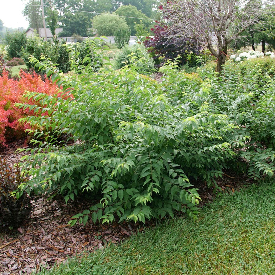 Prunus Easy As Pie™ Bush Cherry