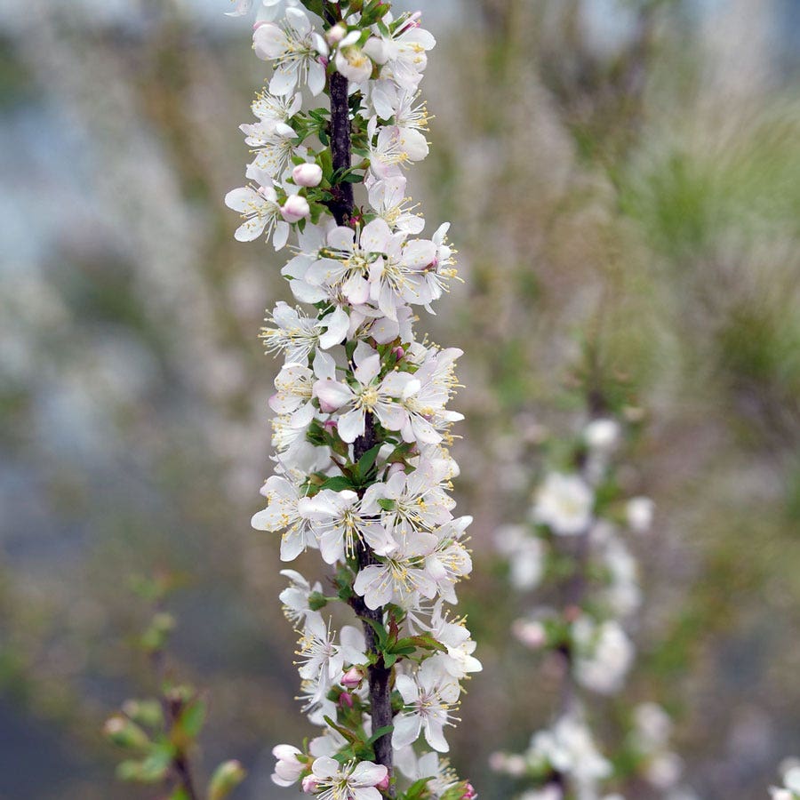 Prunus Easy As Pie™ Bush Cherry