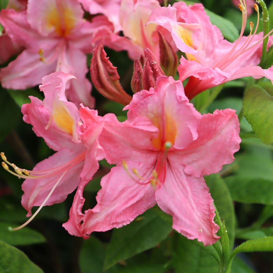 Rhododendron Sweet Reward™ Pink Azalea