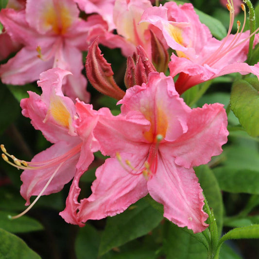 Rhododendron Sweet Reward™ Pink Azalea