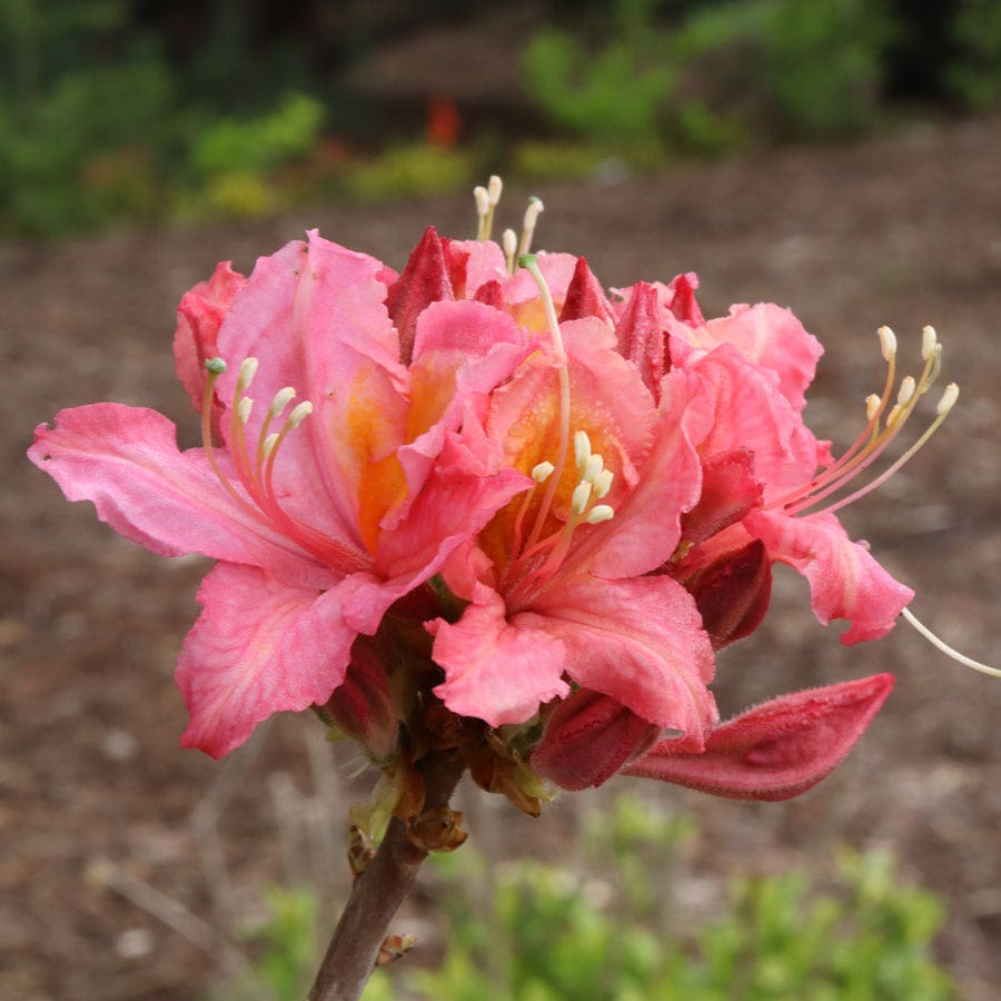 Rhododendron Sweet Reward™ Pink Azalea
