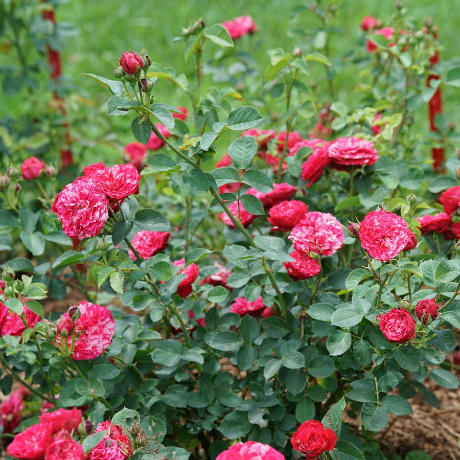 Rosa Oso Easy Red Stripe™ Landscape Rose