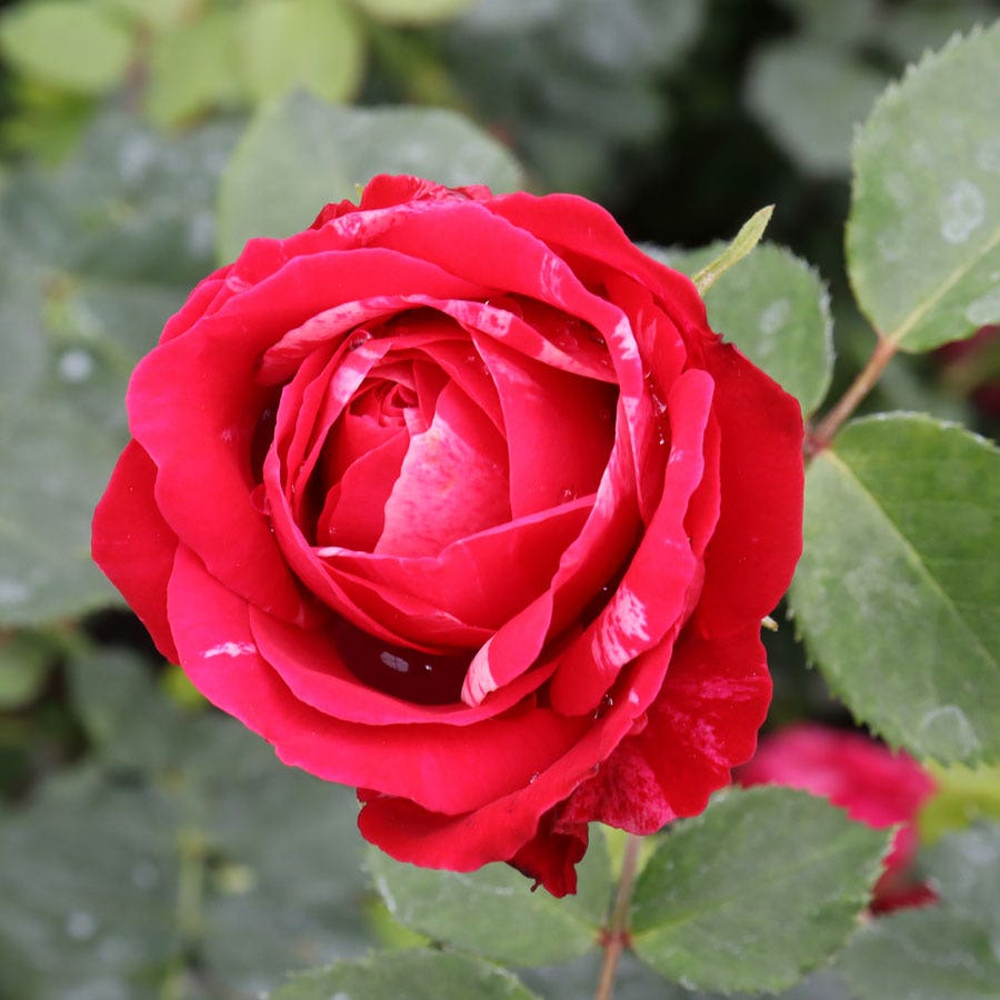 Rosa Oso Easy Red Stripe™ Landscape Rose