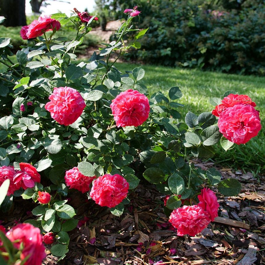 Rosa Oso Easy Red Stripe™ Landscape Rose