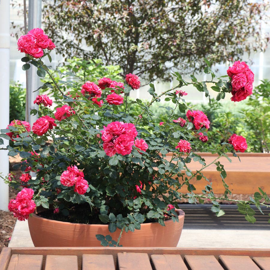 Rosa Oso Easy Red Stripe™ Landscape Rose