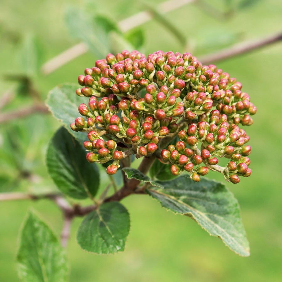 Viburnum Spice Cowboy™ Snowball Bush