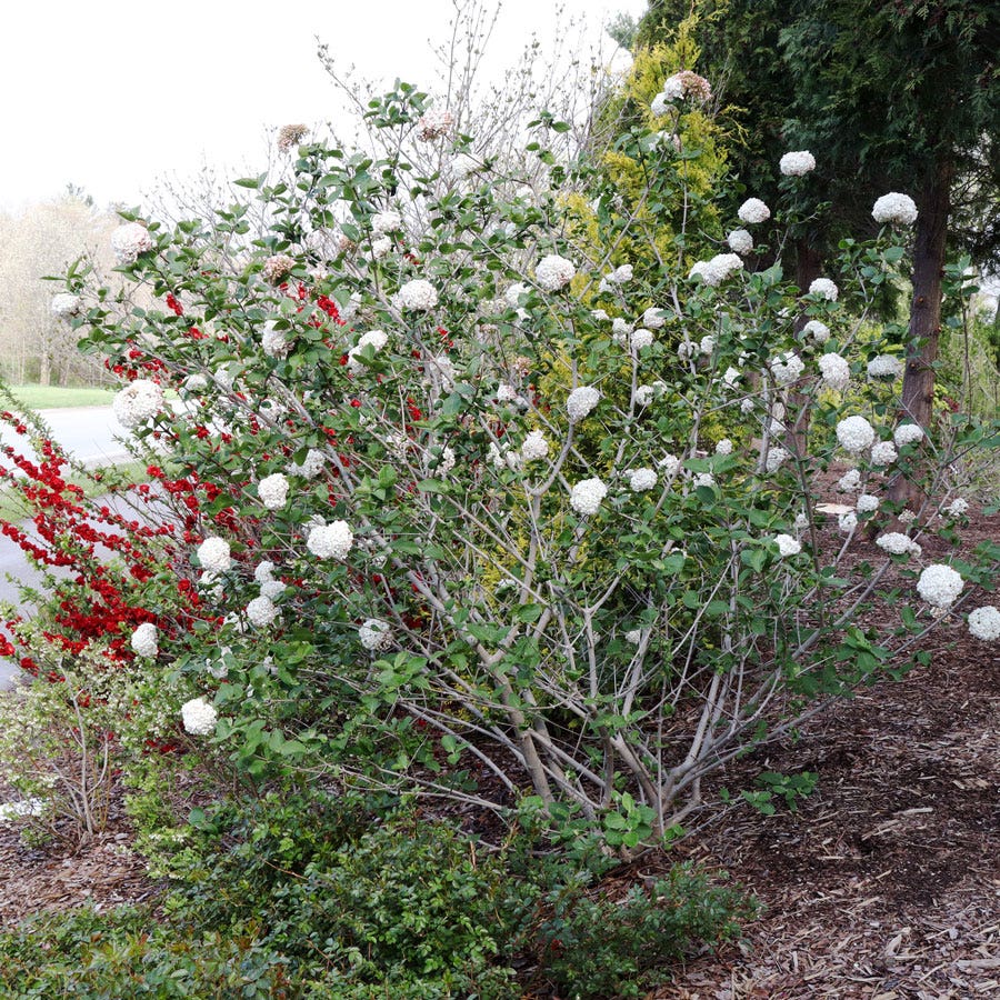 Viburnum Spice Cowboy™ Snowball Bush