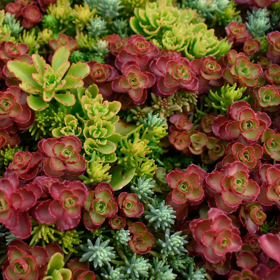 Sedum Tile® Color Splash Stonecrop