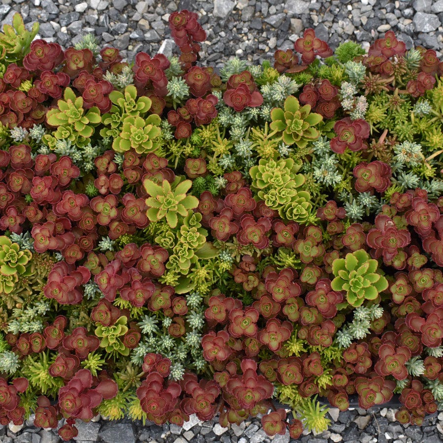 Sedum Tile® Color Splash Stonecrop