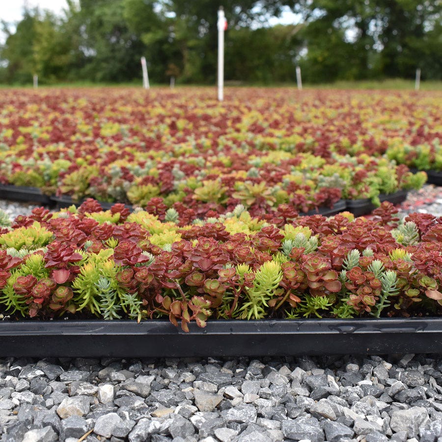 Sedum Tile® Color Splash Stonecrop