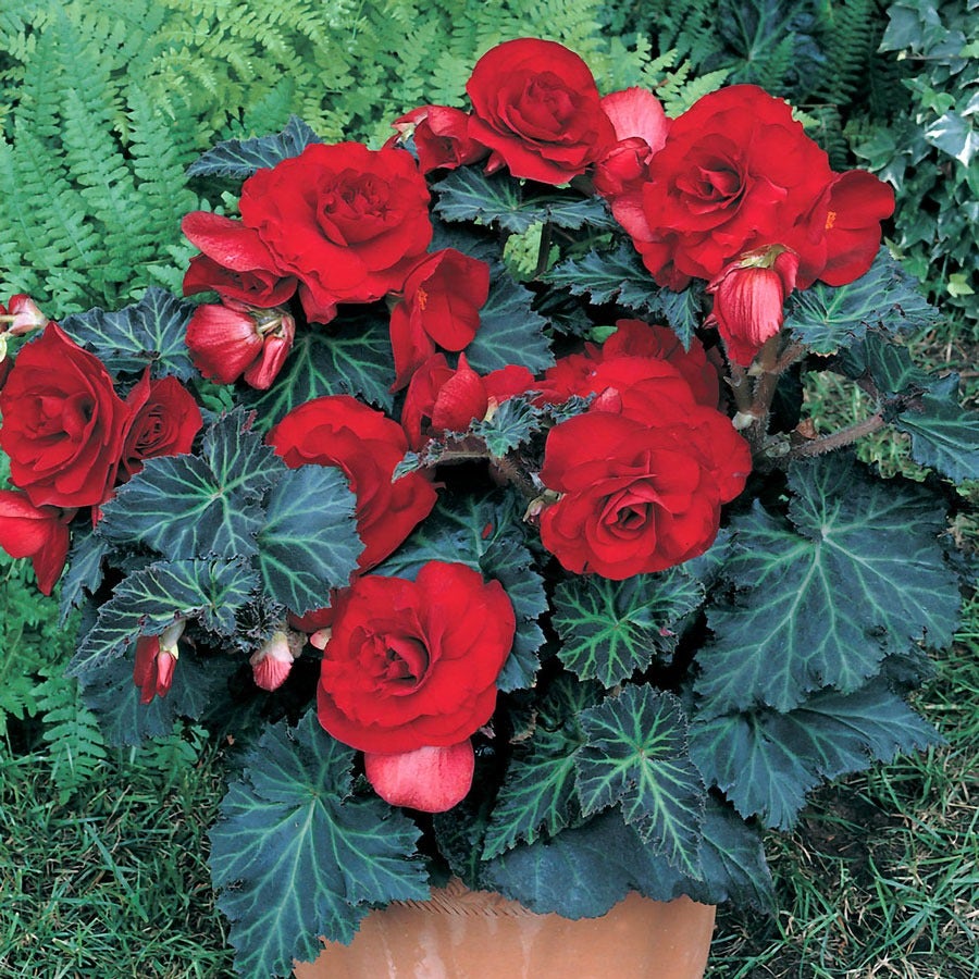 Begonia 'Bronze Leaf Red' Bulbs