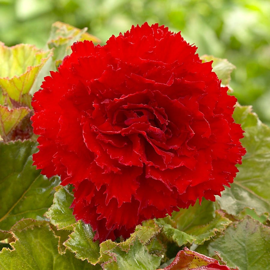 Begonia Fimbriata Red and Orange Blend Bulbs