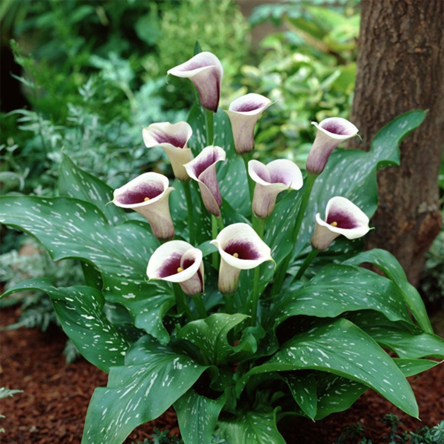 picasso calla lily plant Zantedeschia 'Picasso' Calla Lily Bulbs