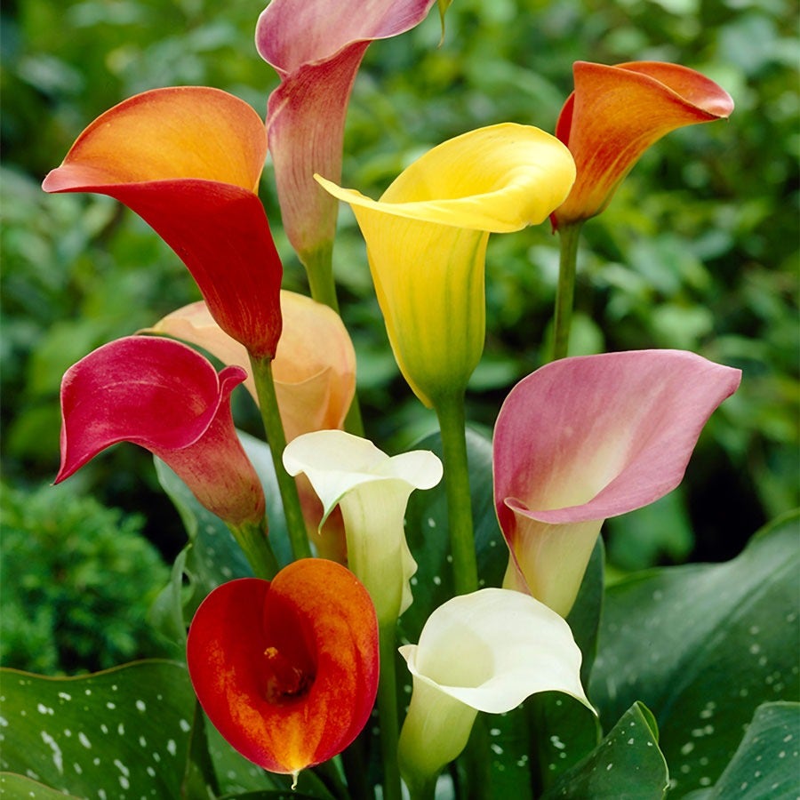 watering calla lily plant Zantedeschia Mixed Calla Lily Bulbs
