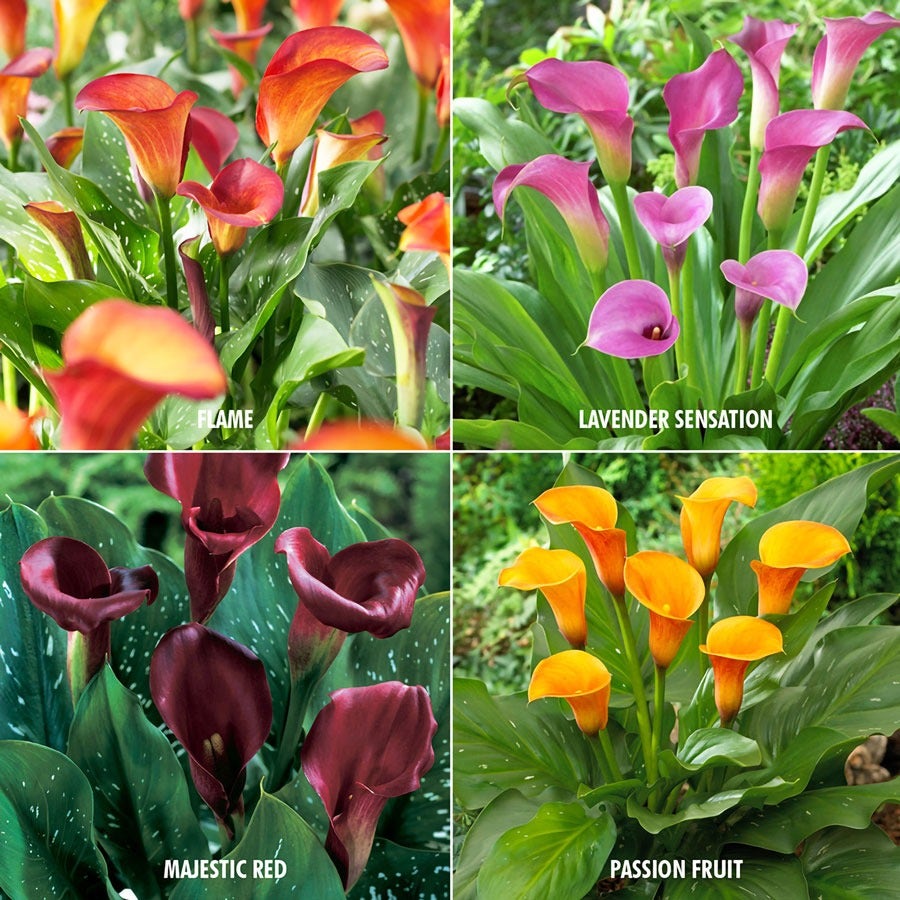 Zantedeschia Collection Calla Lily Bulbs