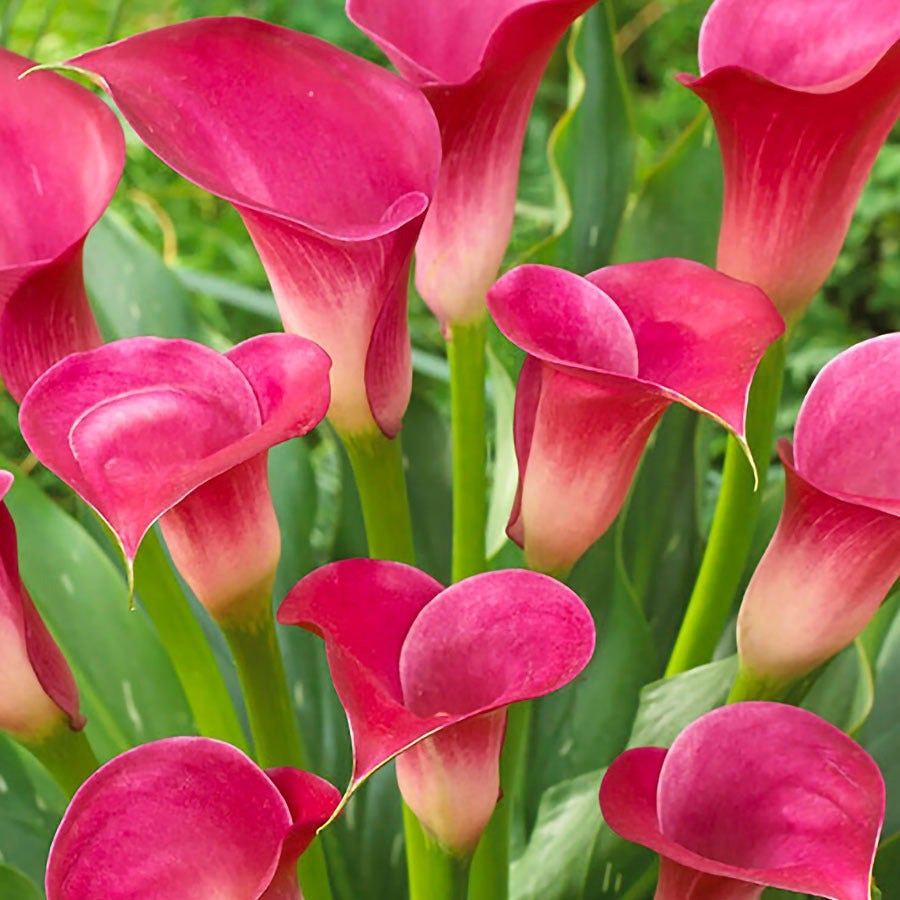 pink calla lily plant Zantedeschia 'Pink Jewel' Calla Lily Bulbs