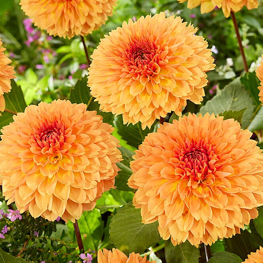 Dahlia 'Orange Impact' Bulbs