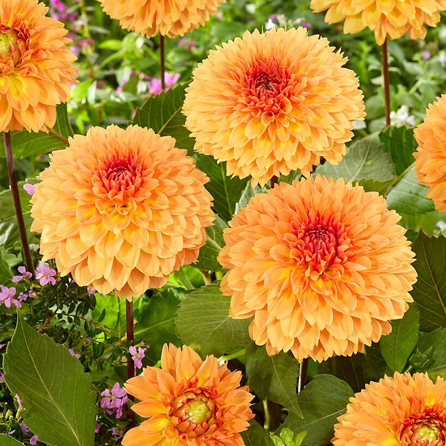 Dahlia 'Orange Impact' Bulbs