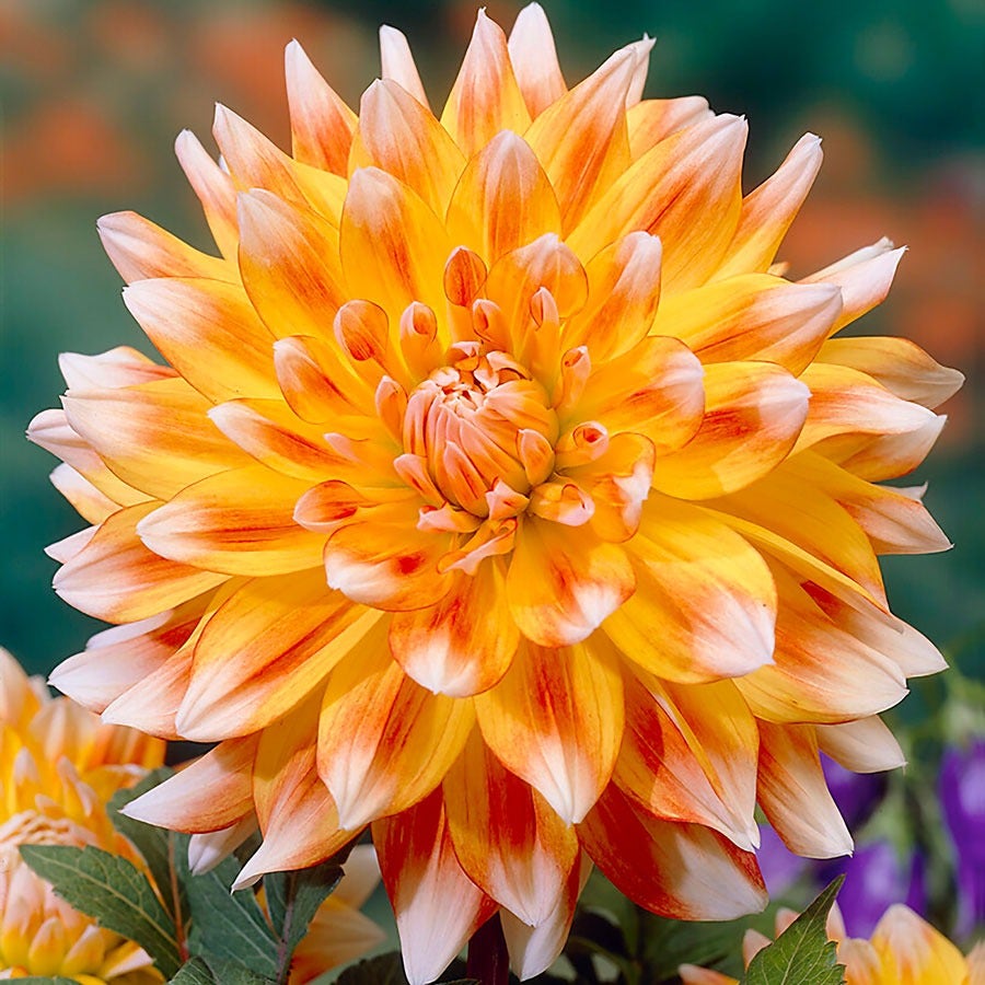 Dahlia 'Peaches and Cream' Bulbs