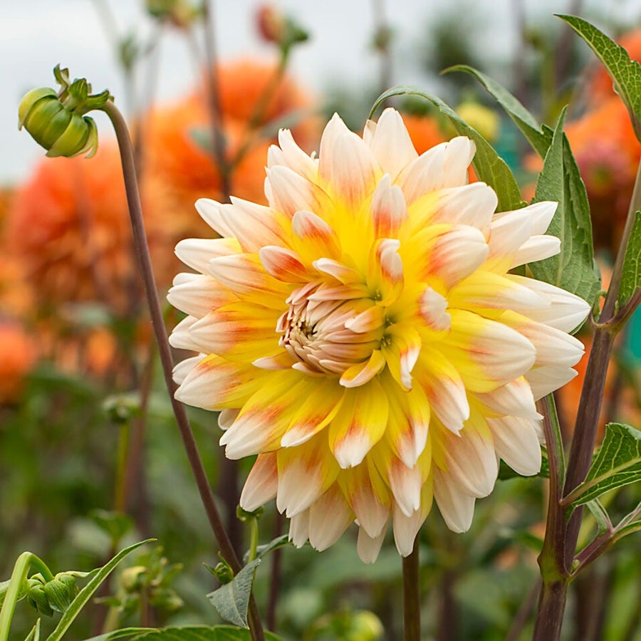 Dahlia 'Peaches and Cream' Bulbs