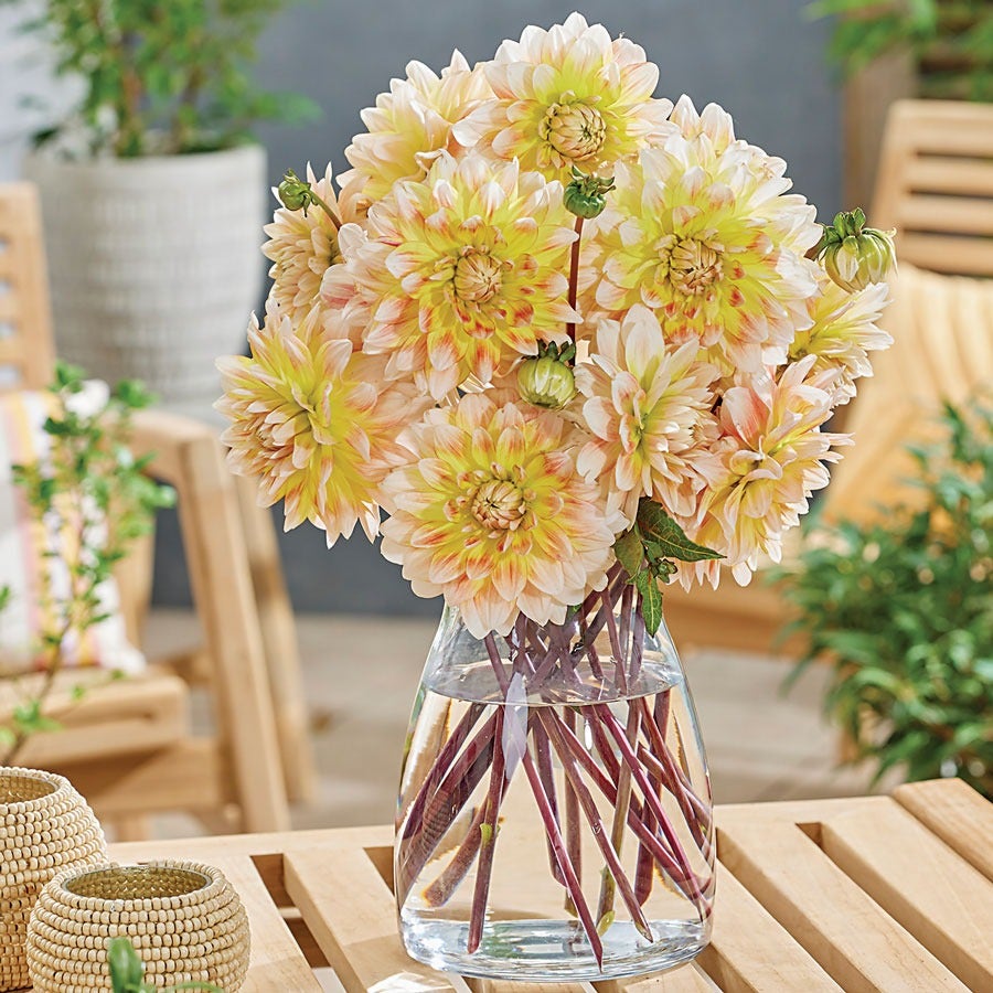 Dahlia 'Peaches and Cream' Bulbs