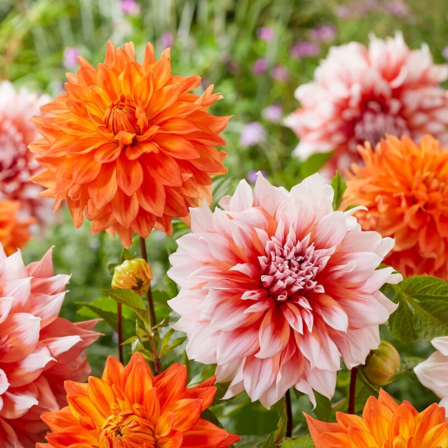 Dahlia Splendid Festival Blend Bulbs