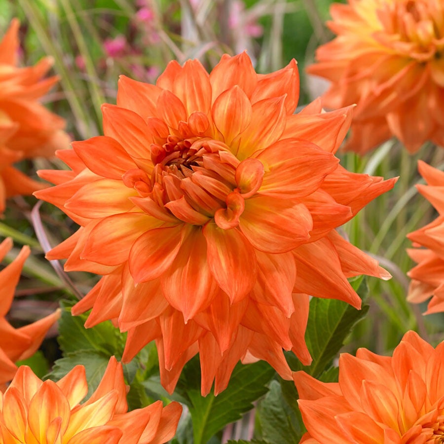Dahlia Splendid Festival Blend Bulbs