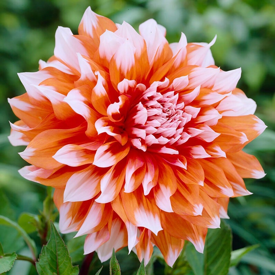 Dahlia Splendid Festival Blend Bulbs