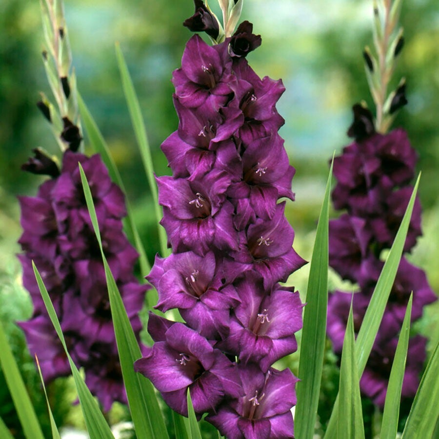 Gladiolus 'Purple Flora' Bulbs