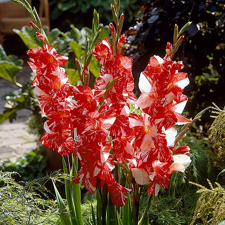 Gladiolus 'Zizanie' Bulbs