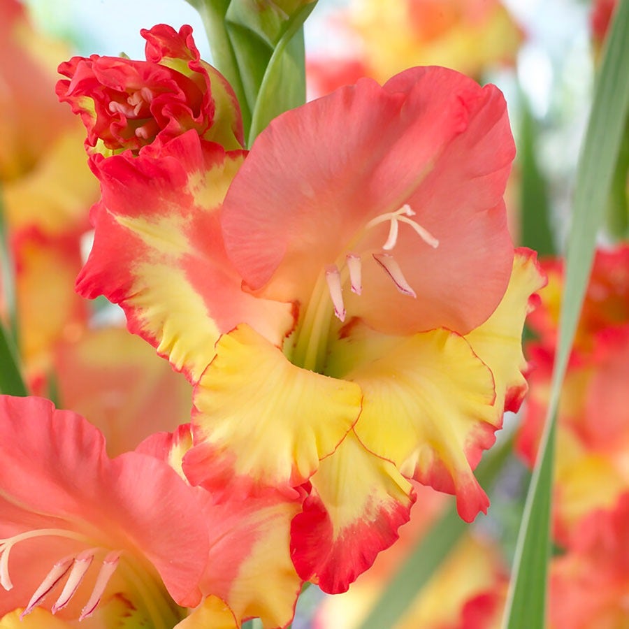 seeds & bulbs rose Gladiolus 'Princess Margaret Rose' Bulbs