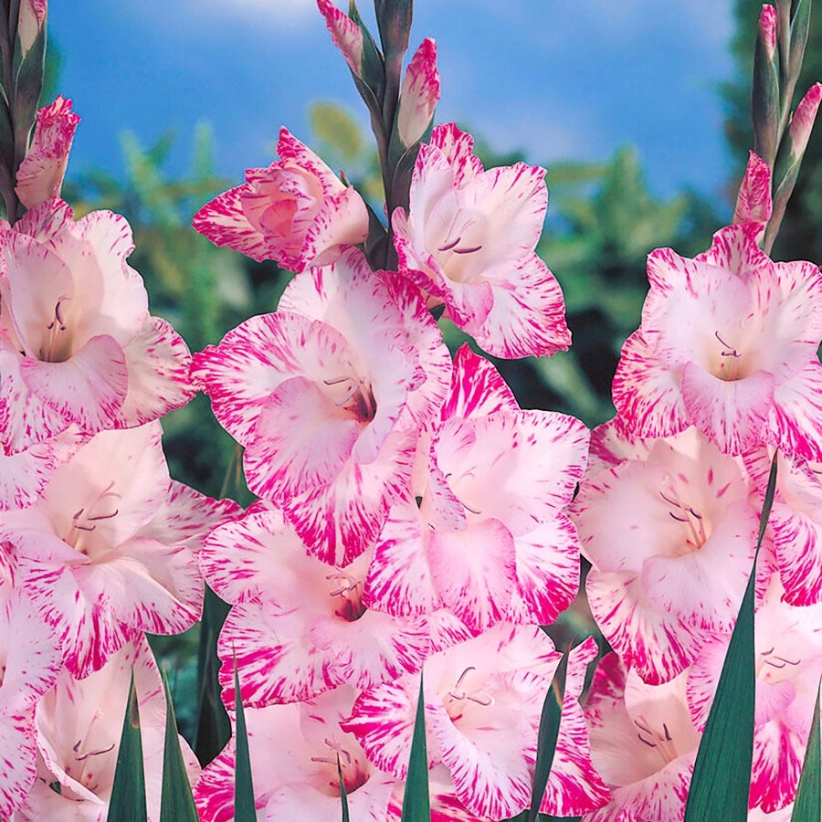 Gladiolus 'My Love' Bulbs