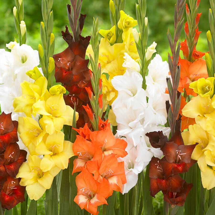 gladiolus seeds planting Gladiolus Sunrise Blend Bulbs – Park Seed