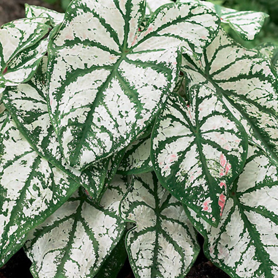 Caladium 'White Christmas' Bulbs