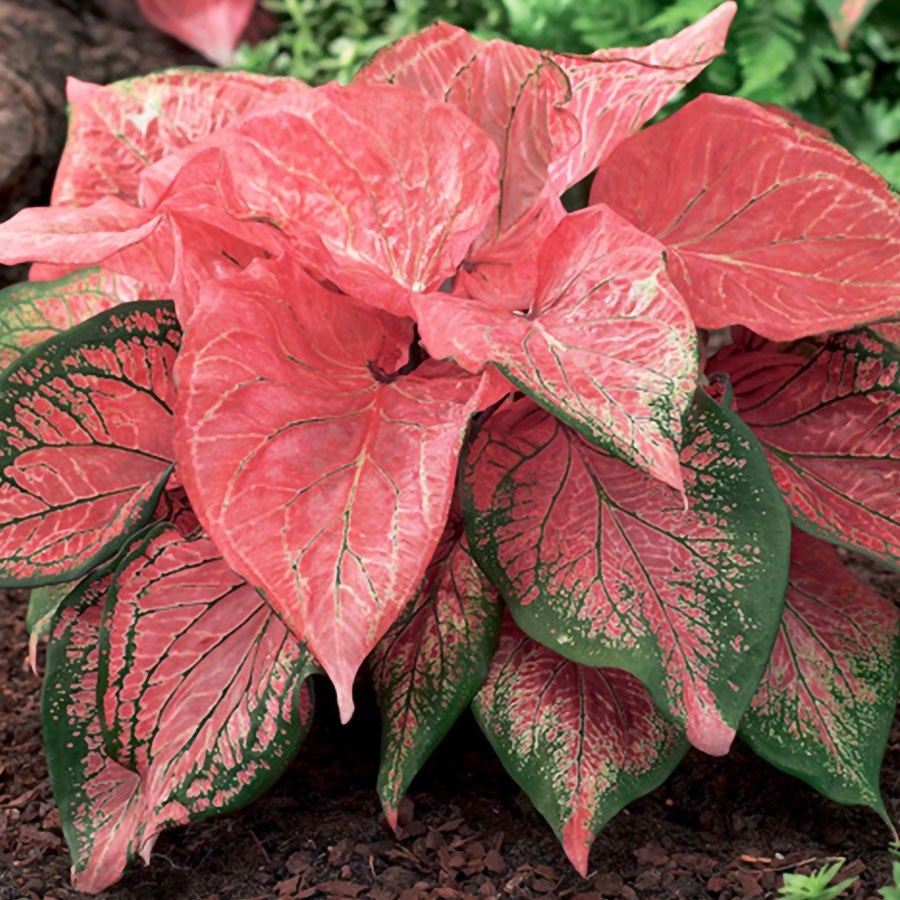 Caladium 'Pink Symphony' Bulbs