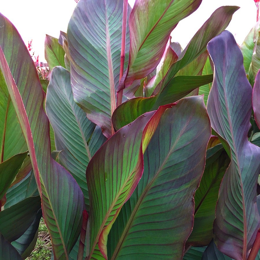 Canna World's Tallest Canna Lily Bulbs