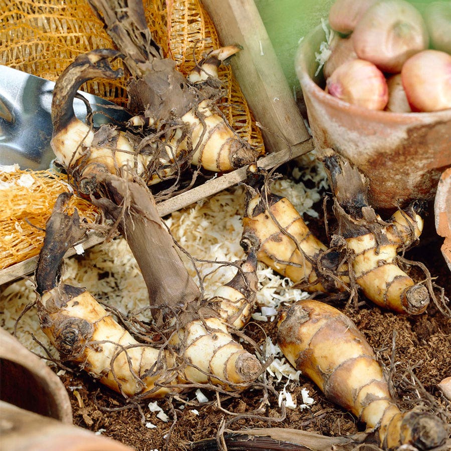 Canna World's Tallest Canna Lily Bulbs